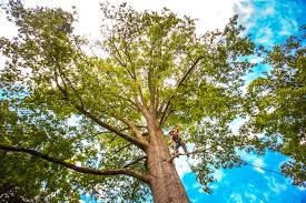 Trusted Evanston, IL  Tree Services Experts