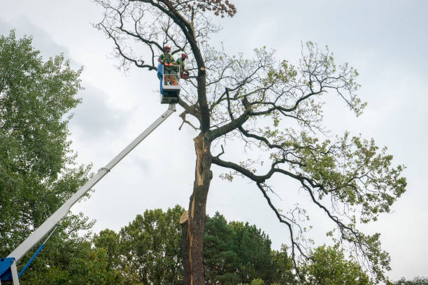 How Our Tree Care Process Works  in  Evanston, IL